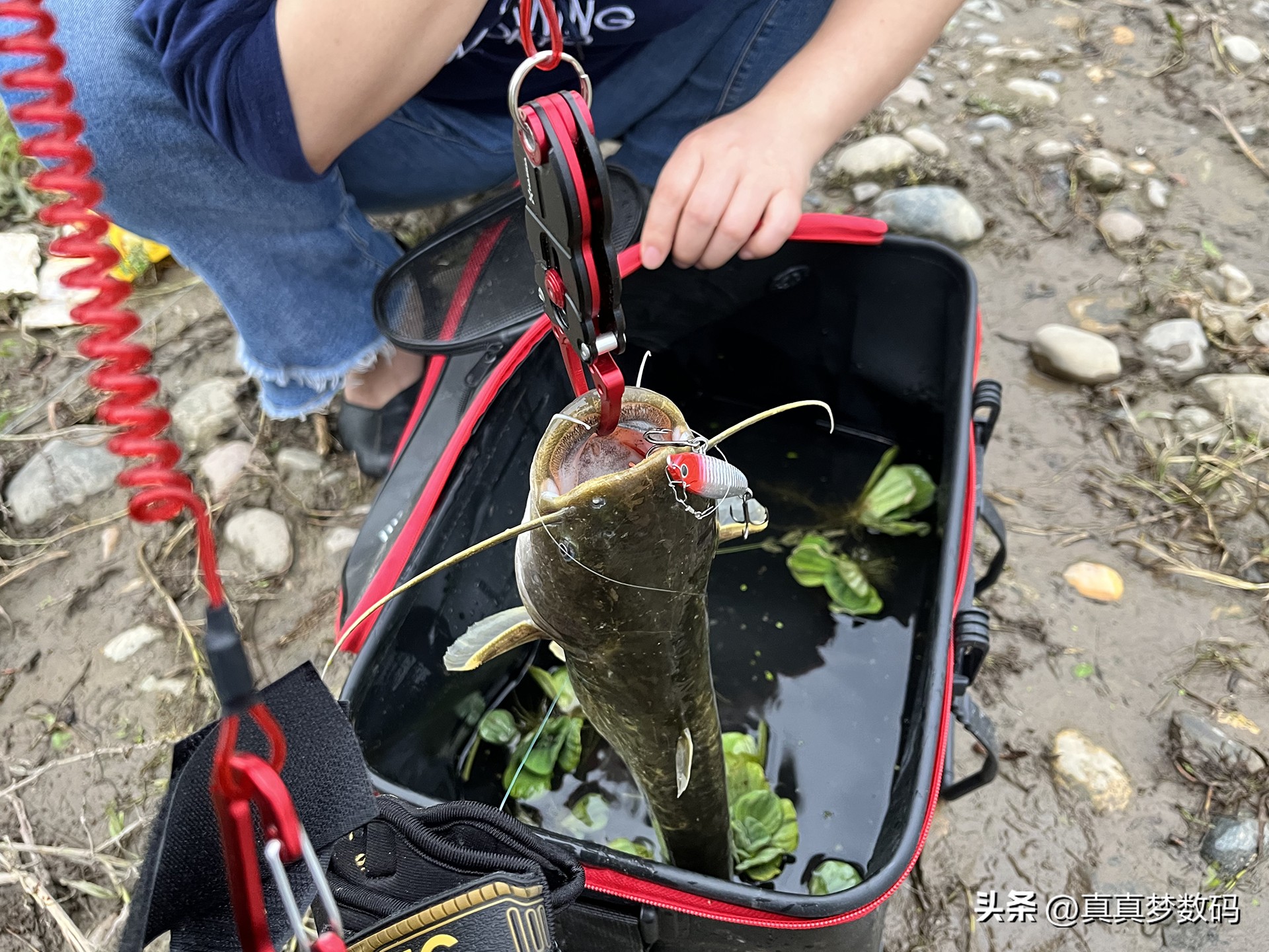 新手路亚要从微物练吗,路亚新手装备泛用竿