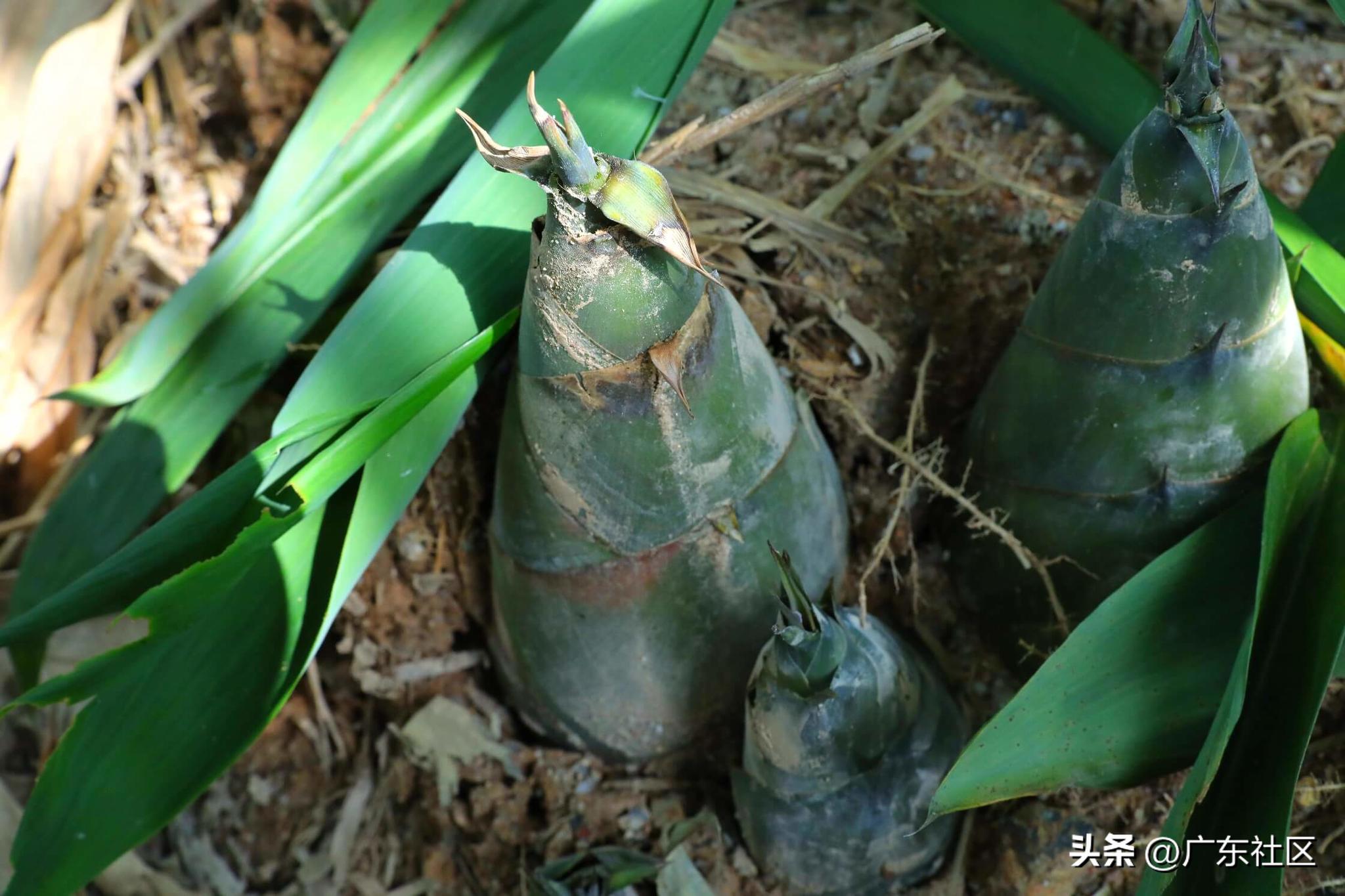 走进乡村看发展系列报道,乡村特色产业发展布局及主要成效