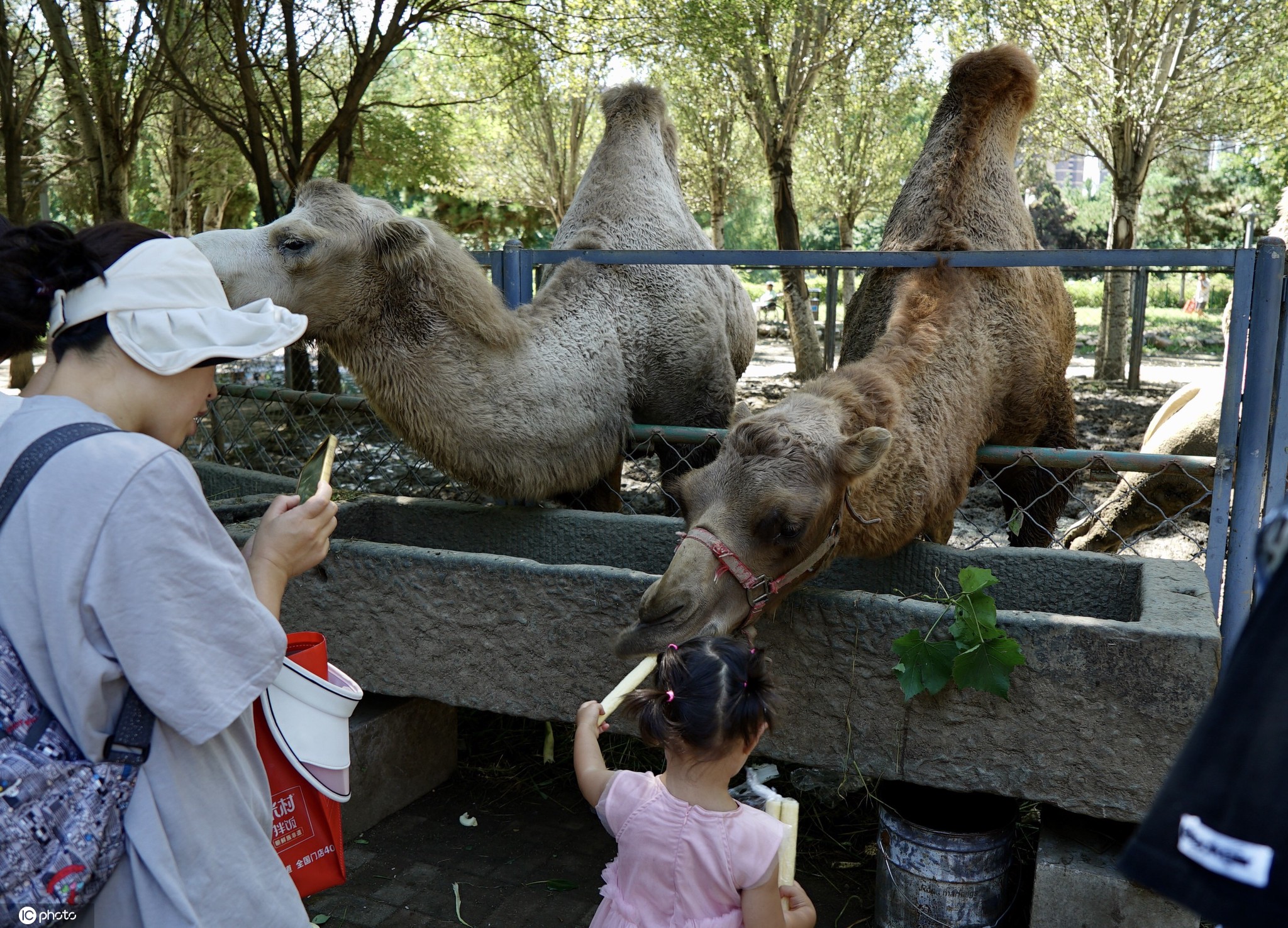 不用门票的遛娃地,长白岛森林公园游玩攻略带娃