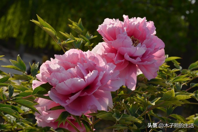 小县城的那些有钱人,小县城有钱人也很多