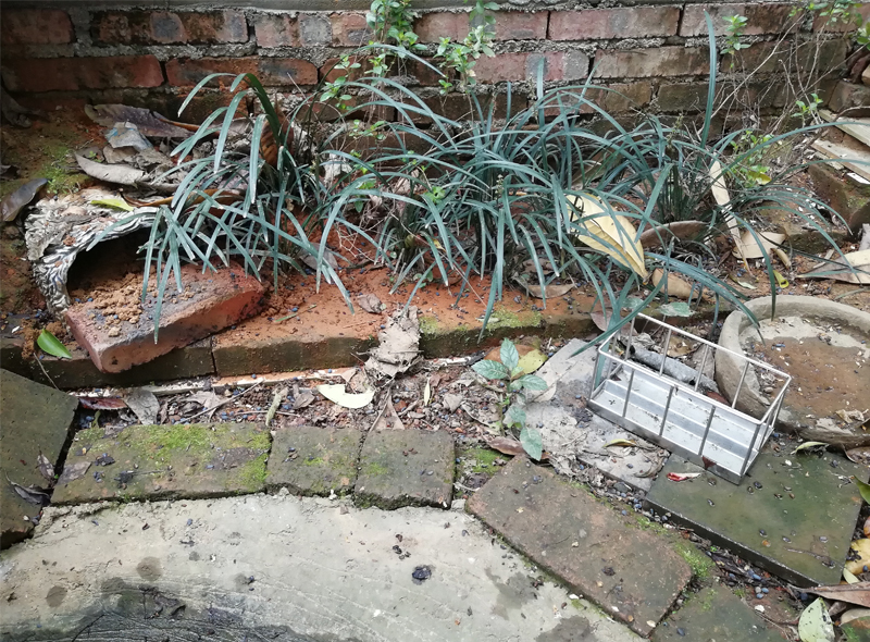 安徽黄缘闭壳龟冬眠适合什么温度,黄缘闭壳龟家庭小环境