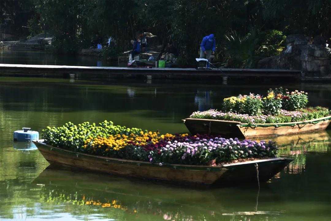 66万盆菊花东湖公园菊花展,东湖公园菊花展有哪些菊花