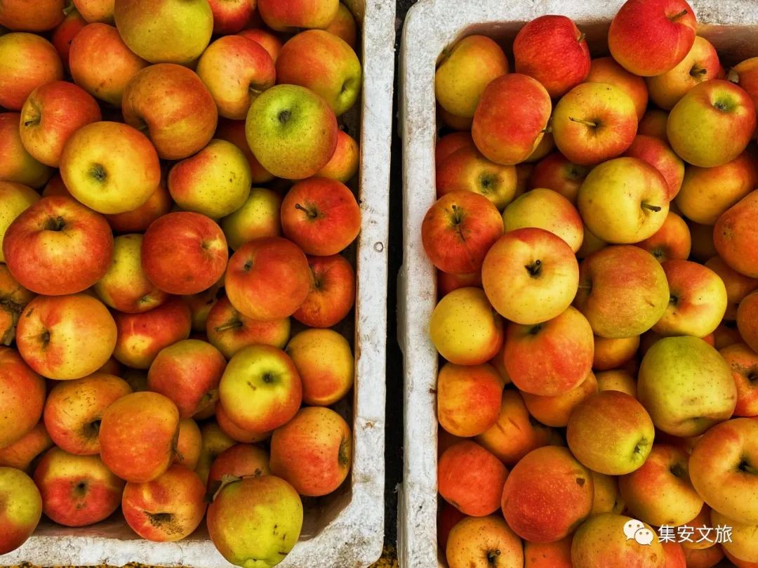 秒杀“水果刺客”！这篇《集安初秋水果指南》快收藏