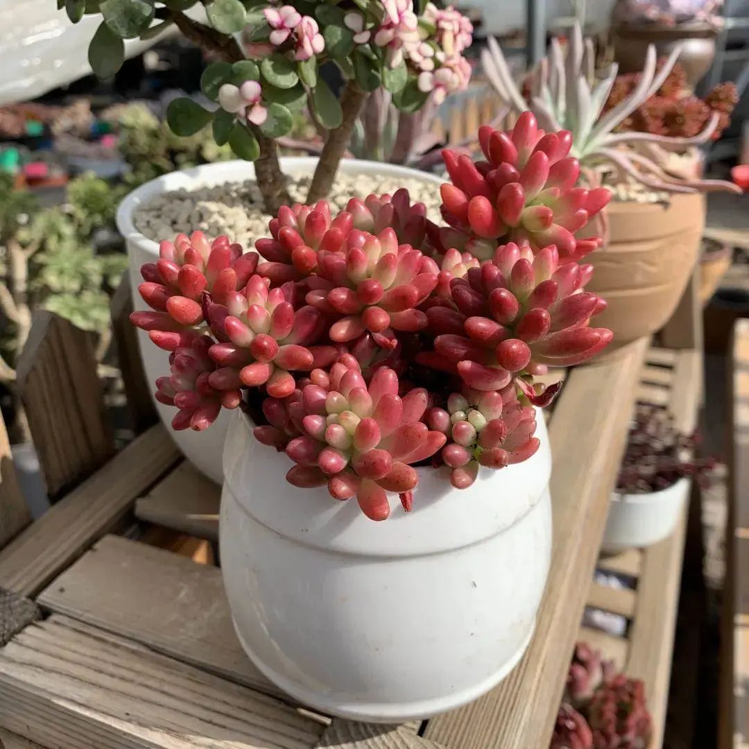 多肉紫珍珠叶片干瘪怎么回事,多肉叶片干瘪不饱满