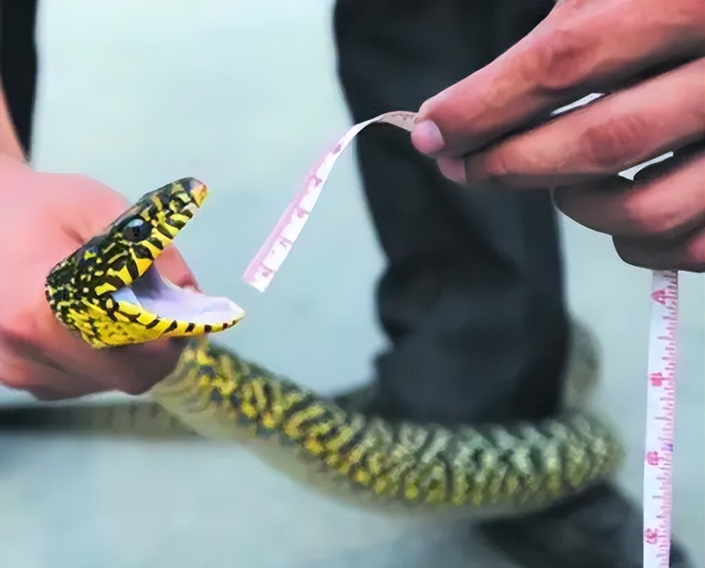 打蛇打七寸那么七寸到底在哪里呢,打蛇要打七寸下一句是什么