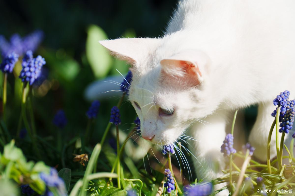 猫咪不能接触什么花草,对猫咪无害的花草