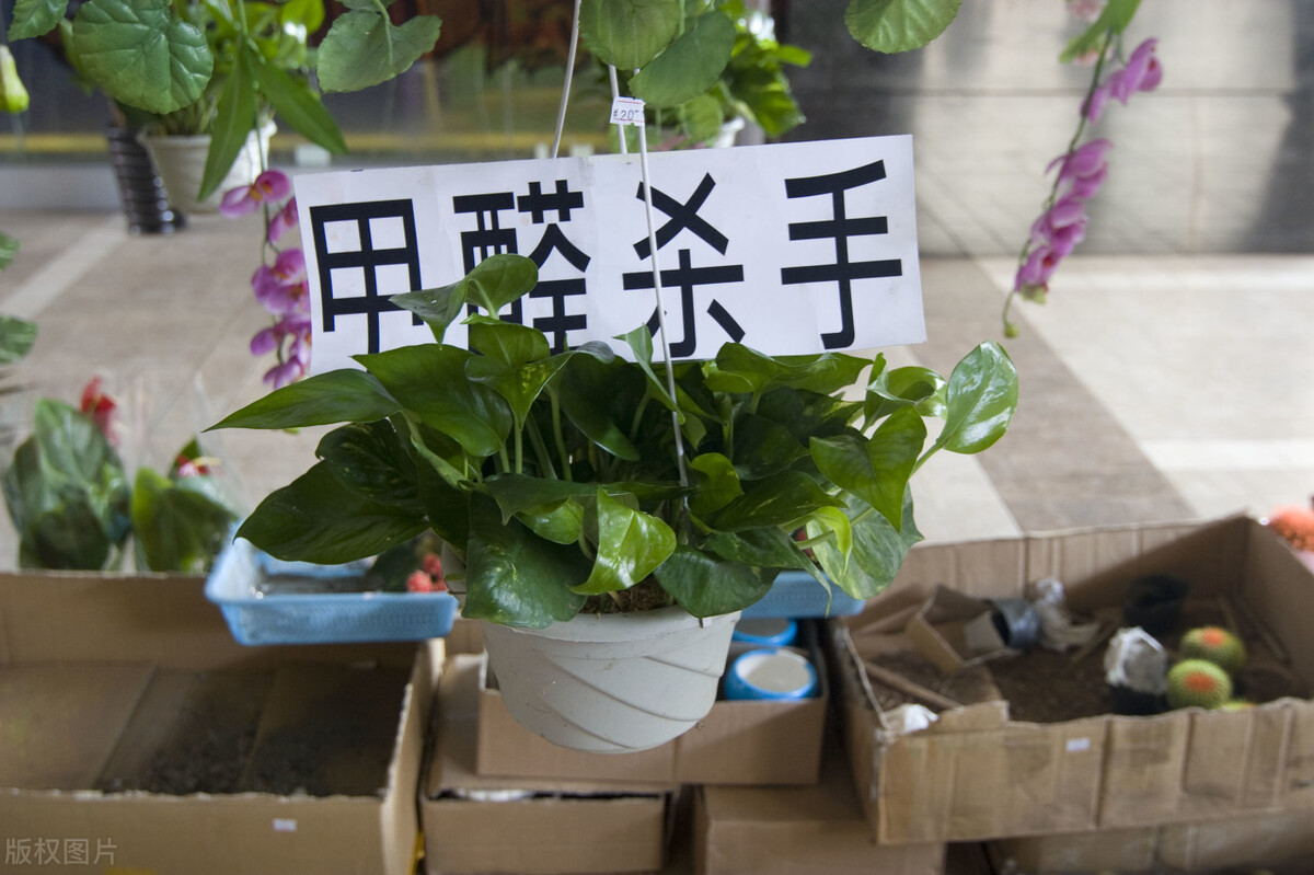 装修完除甲醛是骗人的吗,装修除甲醛的谣言以及正确方法