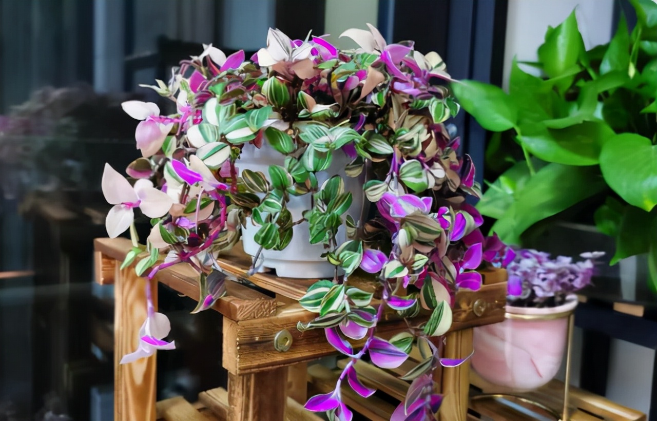 毒性很强的花是什么花,这6种常见的花有毒性