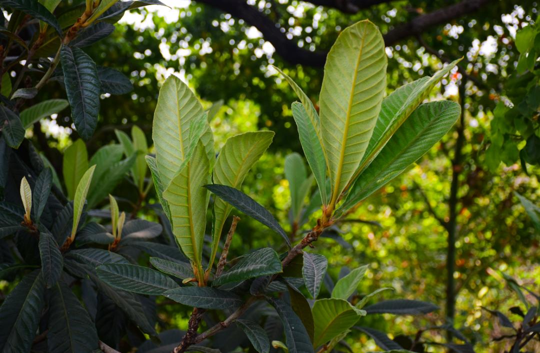 澶忓ぉ閫傚悎鍋氱殑鎵嬫寚鐢茬綉绾㈡,澶忔棩鎵嬫寚鐢叉寮忕綉绾㈡
