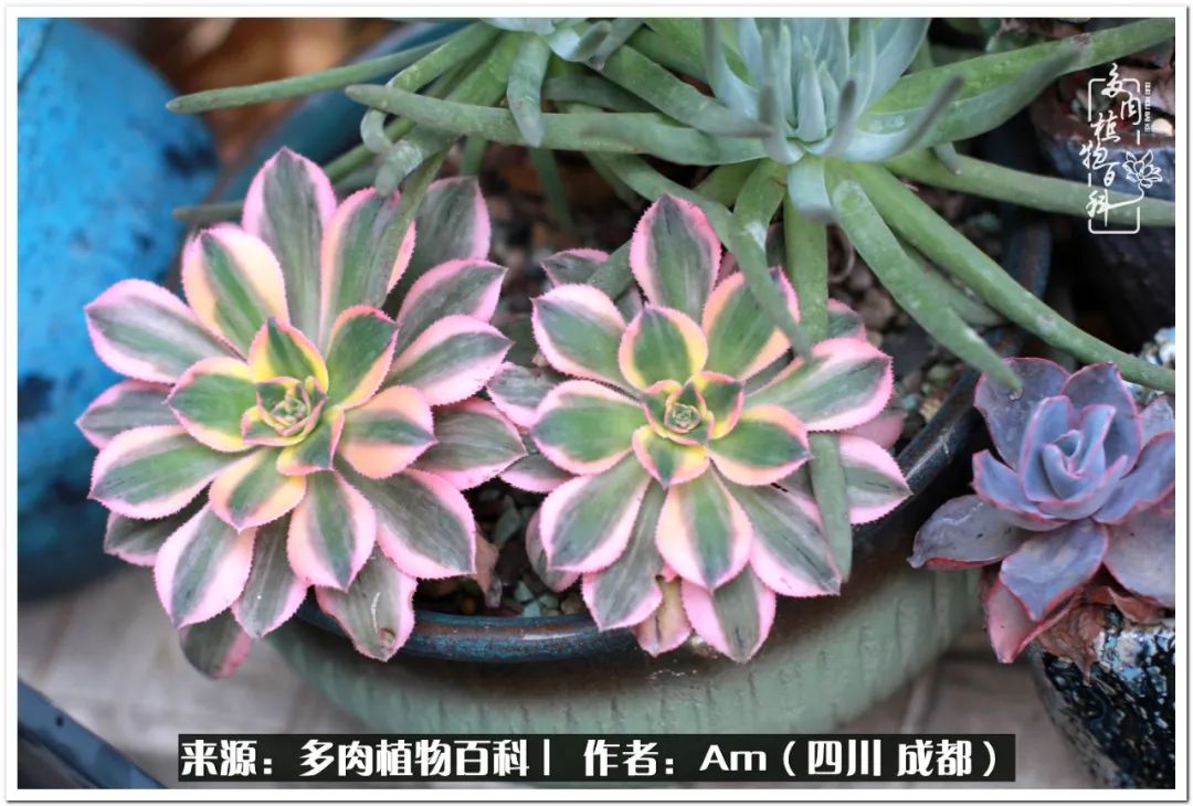 多肉小盆友生活多姿多彩,多肉小精灵福享不停