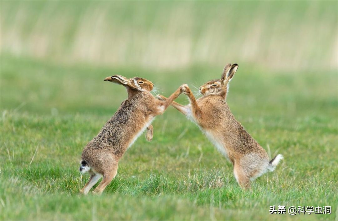 澳洲的野兔泛滥成灾的主要原因,澳洲野兔泛滥源头