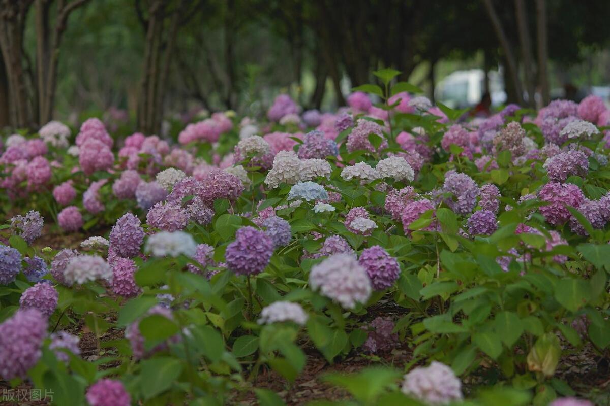 武汉五月看花的地方有哪些,武汉五月的花海