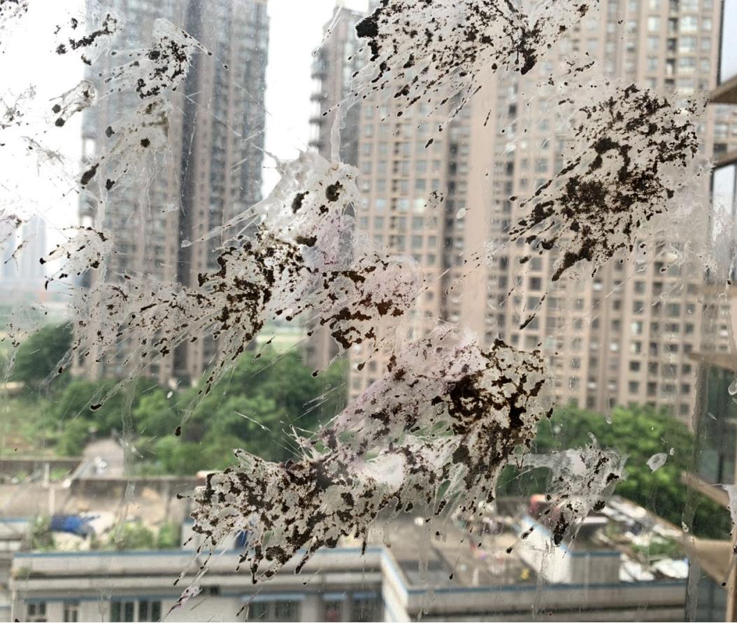 我家猫骂了一只鸟，被它追着喷了五天屎！网友：赶紧搬家吧...