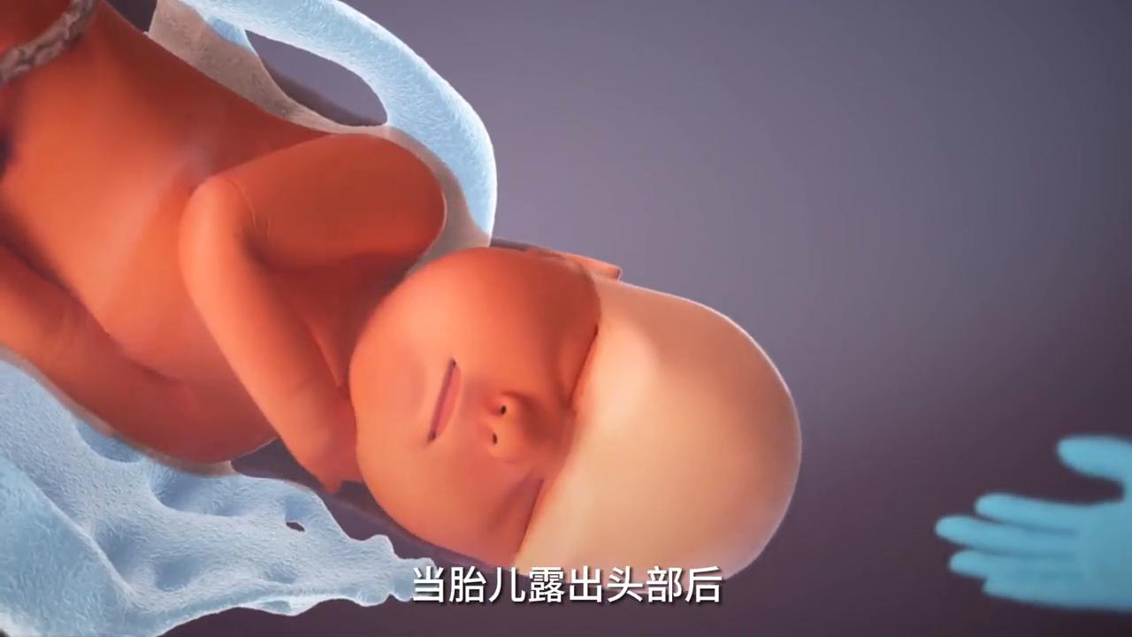 人类胎儿分娩过程,胎儿分娩过程三维动画