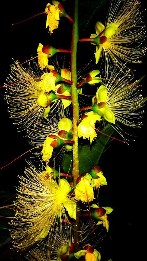 玉蕊树的花有什么功效,植物玉如意花的寓意和象征