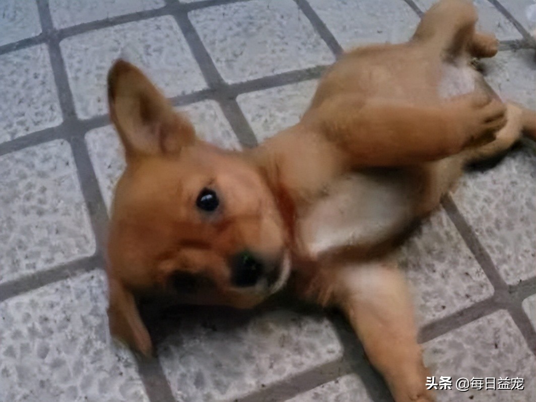 狗狗撕坏现金,狗狗撕坏东西装可怜