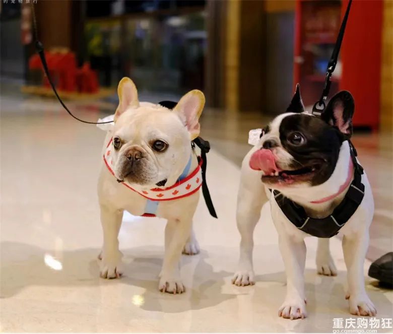 宠物博主有多赚钱,宠物博主怎么盈利