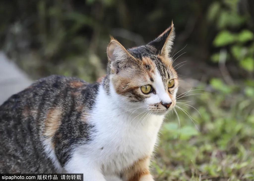 故宫御猫最火的猫,北京故宫的猫为什么叫御猫