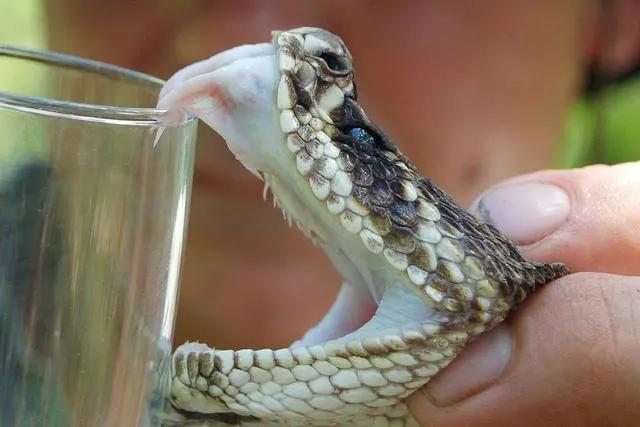 蛇毒王广西,广西蛇毒王后家藏价值46亿