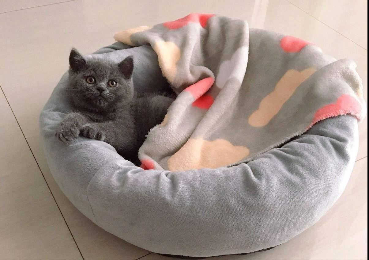 给猫咪日常护理眼睛,养猫的朋友们冬季请注意加强保暖