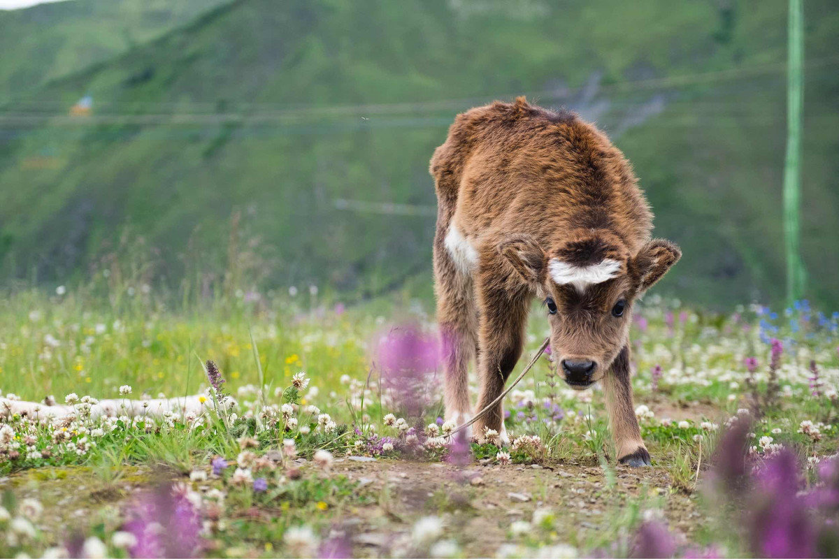 新生牛犊站不起来怎么护理,刚出生的牛犊站着不趴是怎么回事