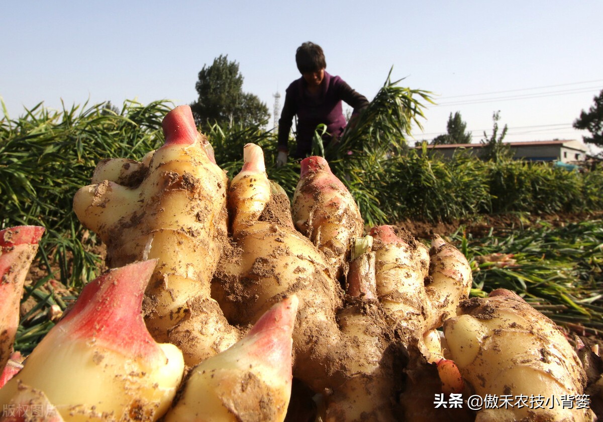大姜怎样种植才能更高产？大姜膨大期管理应当抓住哪几个重点？