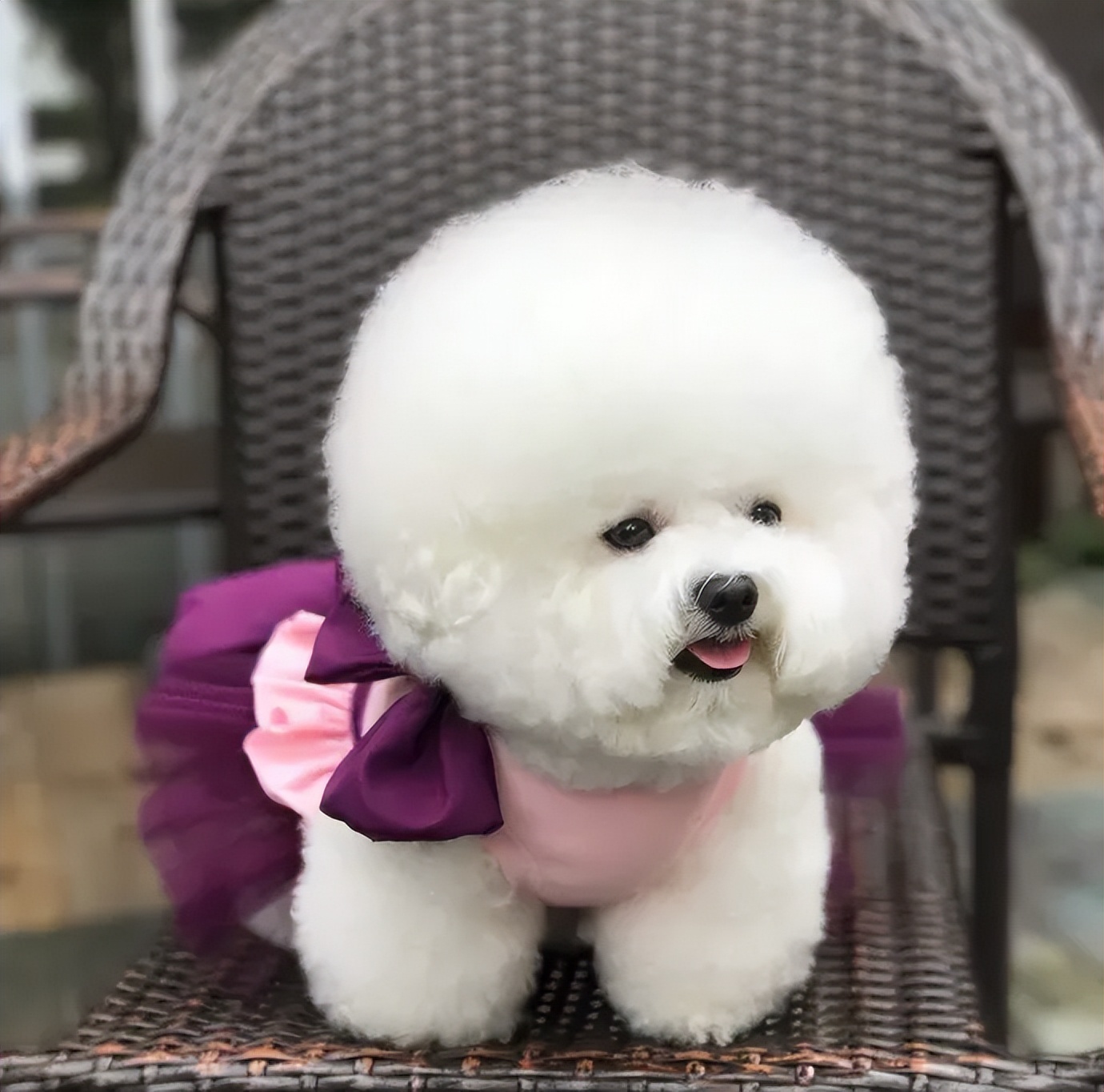 比熊真菌感染脚臭怎么办,比熊脚臭不敢走路怎么办