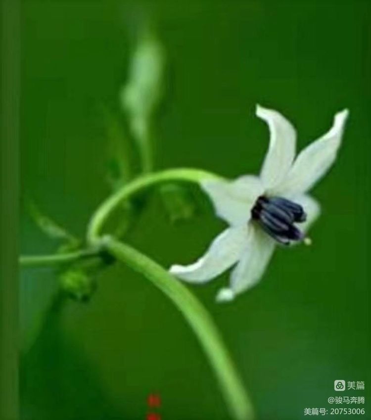 「山东老干部诗词雅阁群」特刊，主题：为张国贤老师盆栽辣椒题照