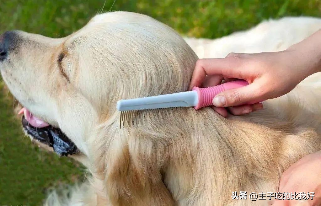 养宠知识问与答,宠兽小知识100条