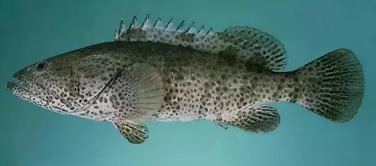 小瓜虫治不好,怎么判断小瓜虫治好了