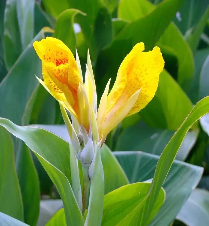 亭亭玉立一一艳艳的美人蕉（散文）