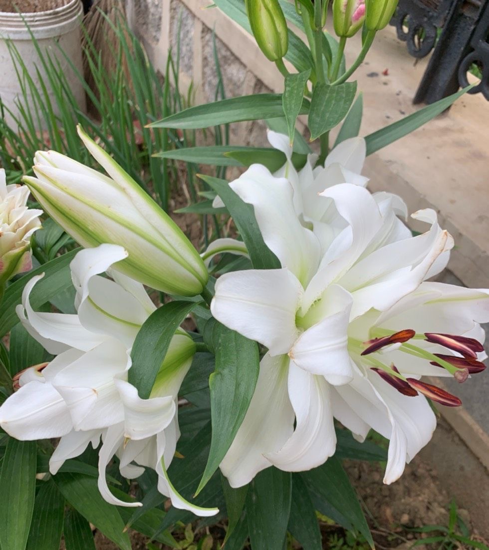 百合花买回来怎么养开花好看,自己养的盆栽百合花心意满满