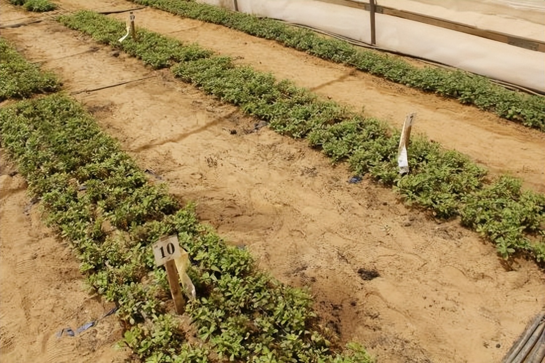 微咸水开发利用情况汇报,反渗透水处理数据分析