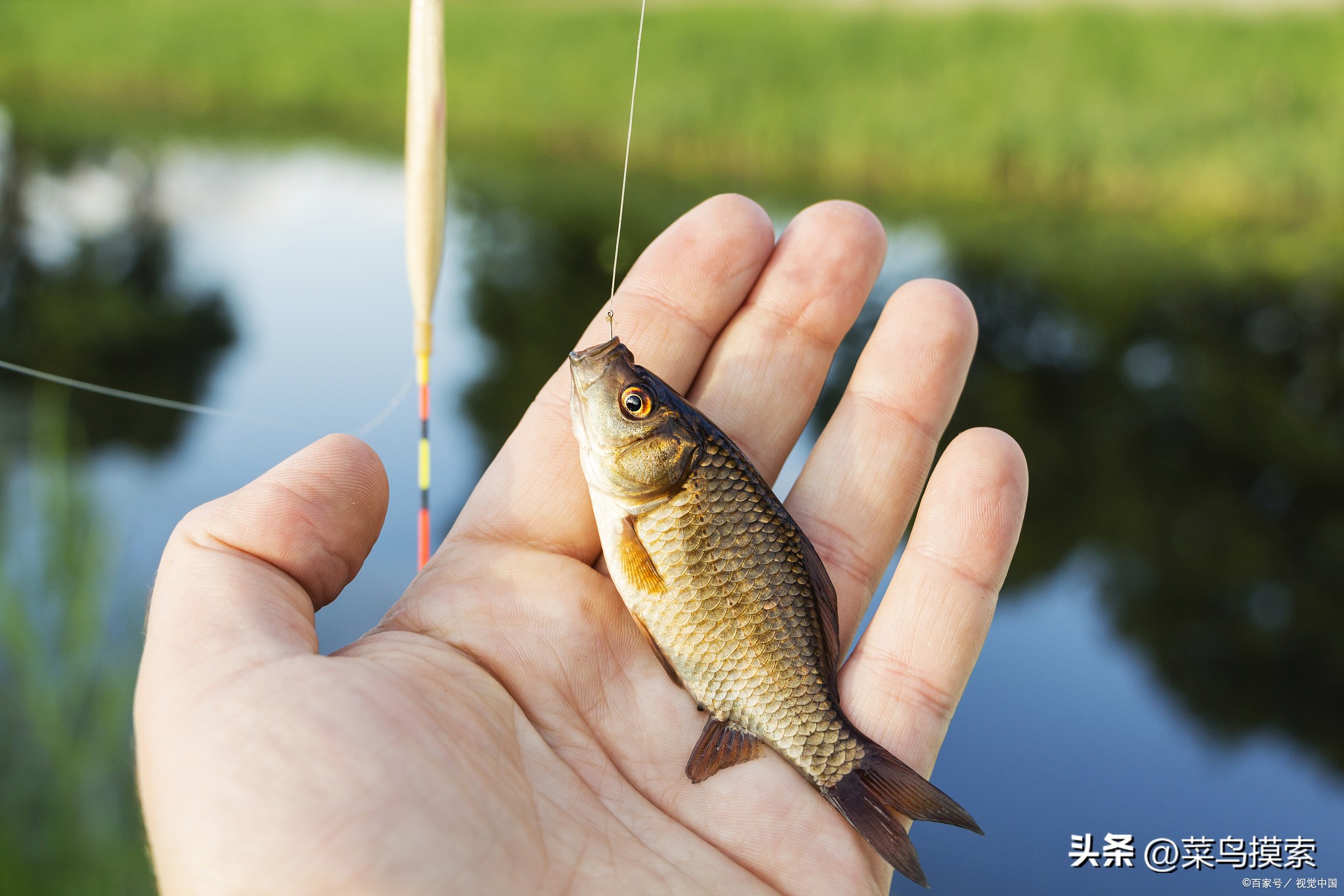 海竿钓鲢鳙和鲤鱼线组怎么接,海竿钓鲤鱼线组及钓法技巧