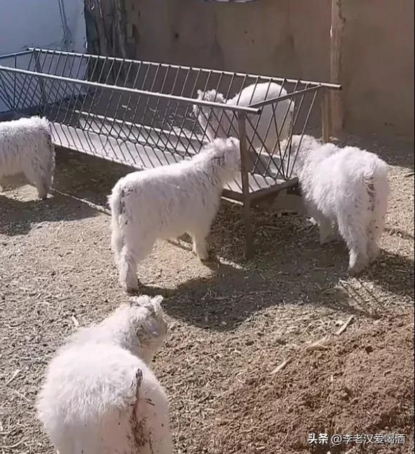 1998创业的胡业勇养羊成功案例,穷小子创业奇迹全集