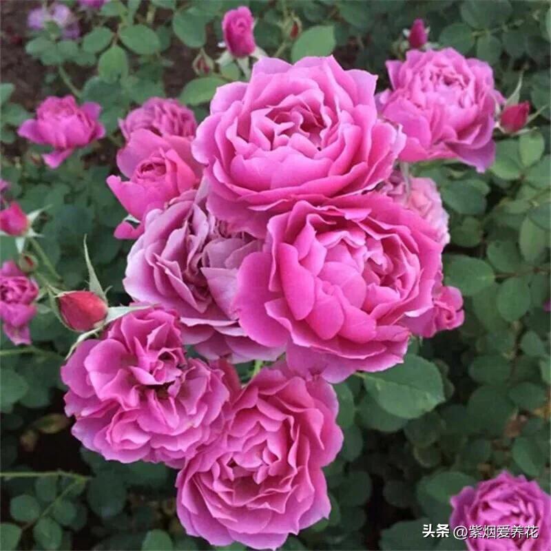 葵系列的月季,有一种花叫月季