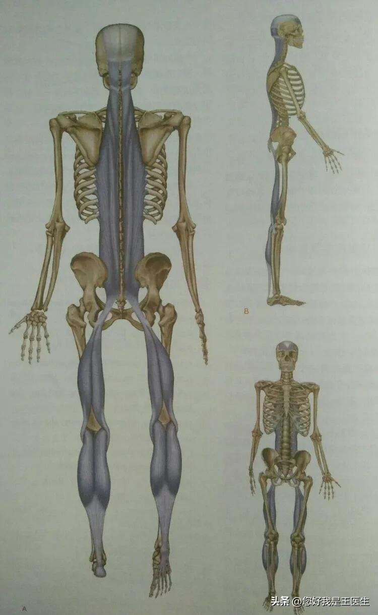 小腿酸胀痛放血疗法,小腿酸胀穴位疗法