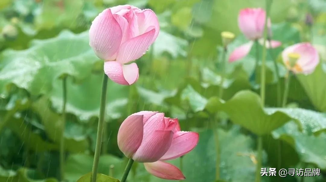 微山湖的晚霞,微山湖晚霞景色