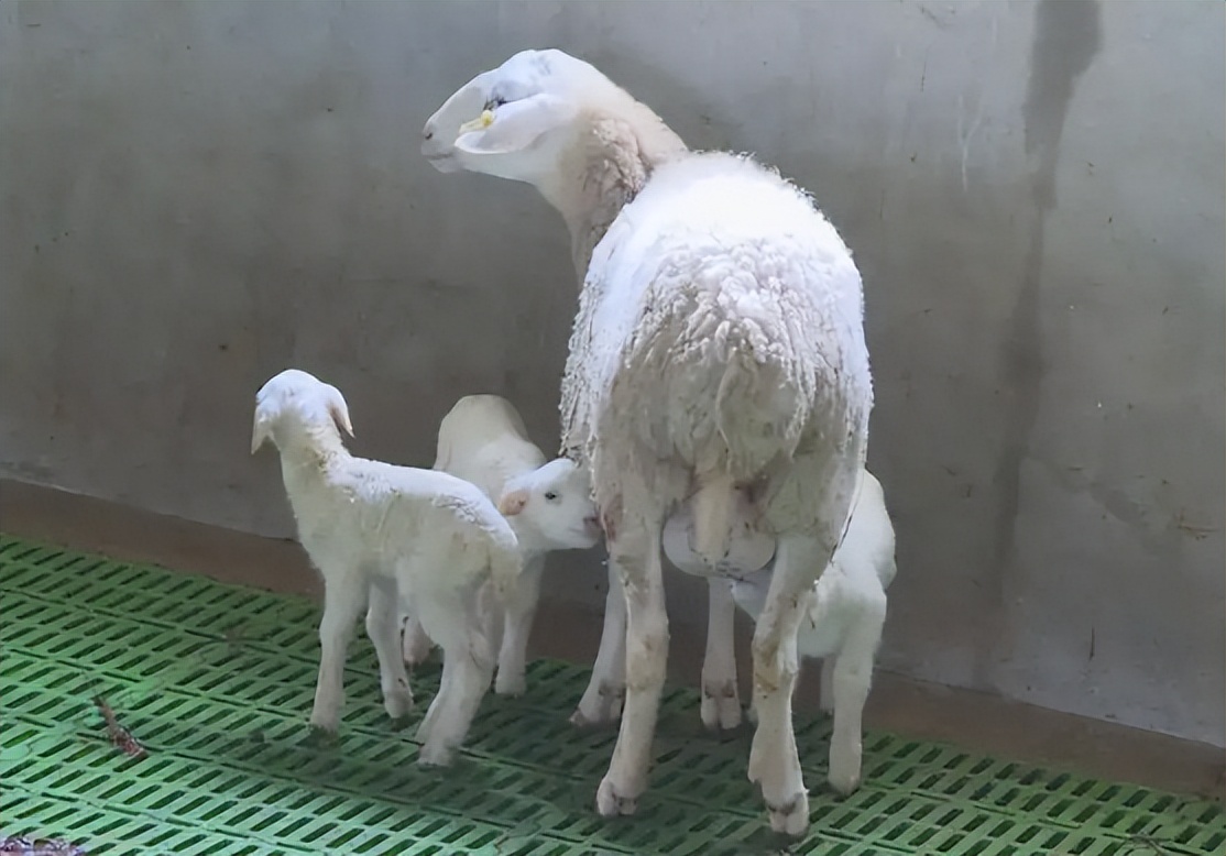 母羊产后无奶水该怎么办,母羊产后无乳或少乳的解决方法