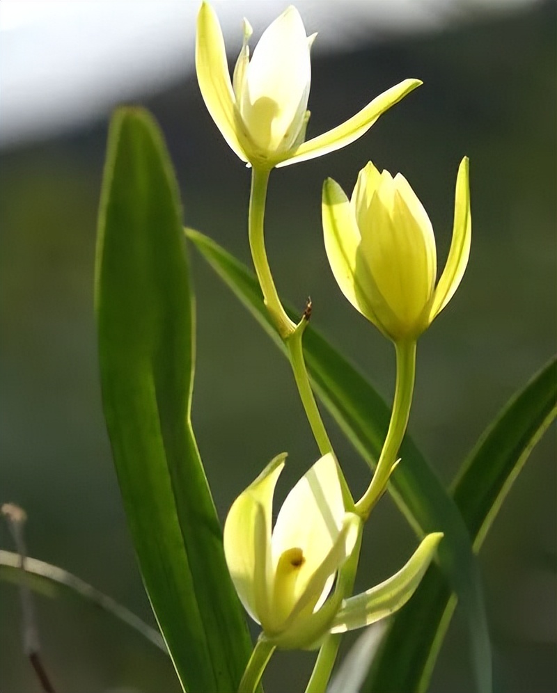 letsgo一周目图文攻略,letsgo图鉴攻略