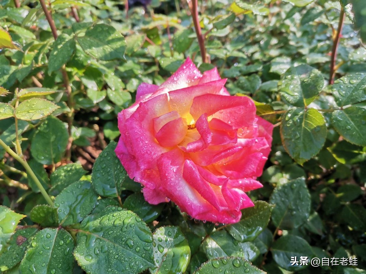 精进日课经典语录,每天日课的经典语录