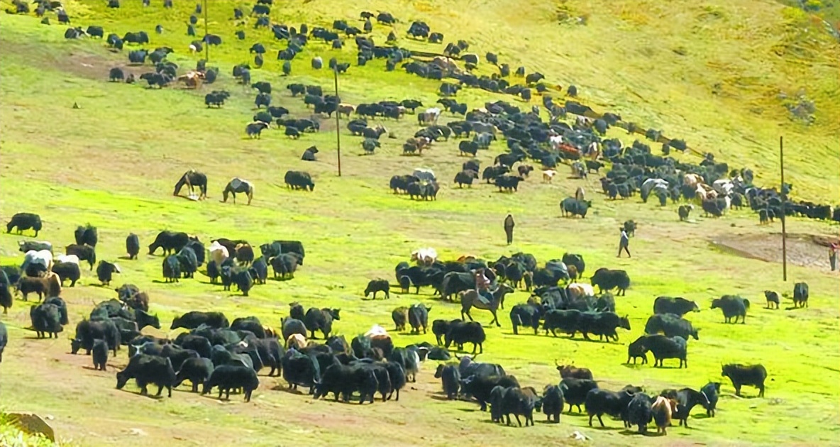 法国牛品种有哪些,全世界牛的种类和分布