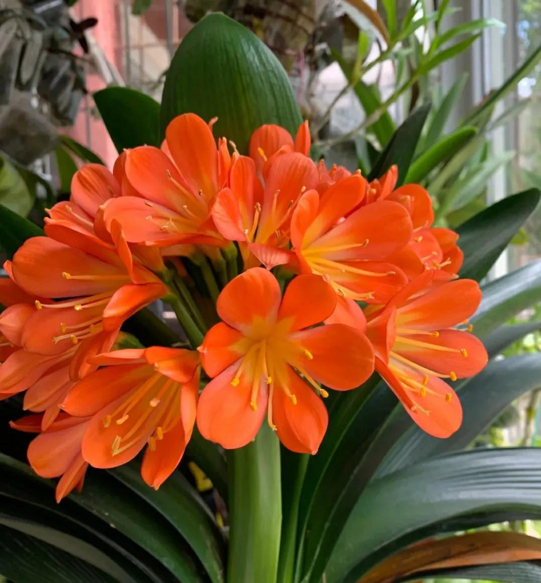 养了10年的君子兰今年终于开花了,养了好几年的君子兰终于要开花了