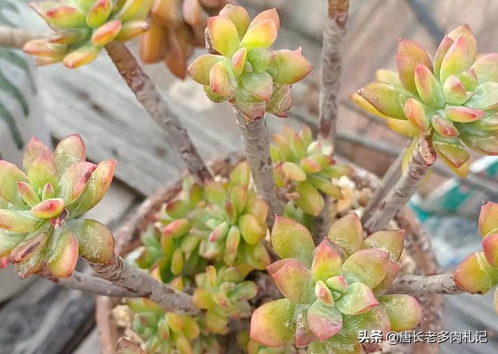 多肉丢在土里就行了吗,多肉遗弃大棚