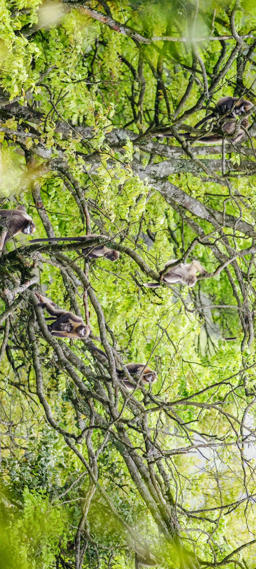 绿色狂想曲,绿色狂想曲三年级