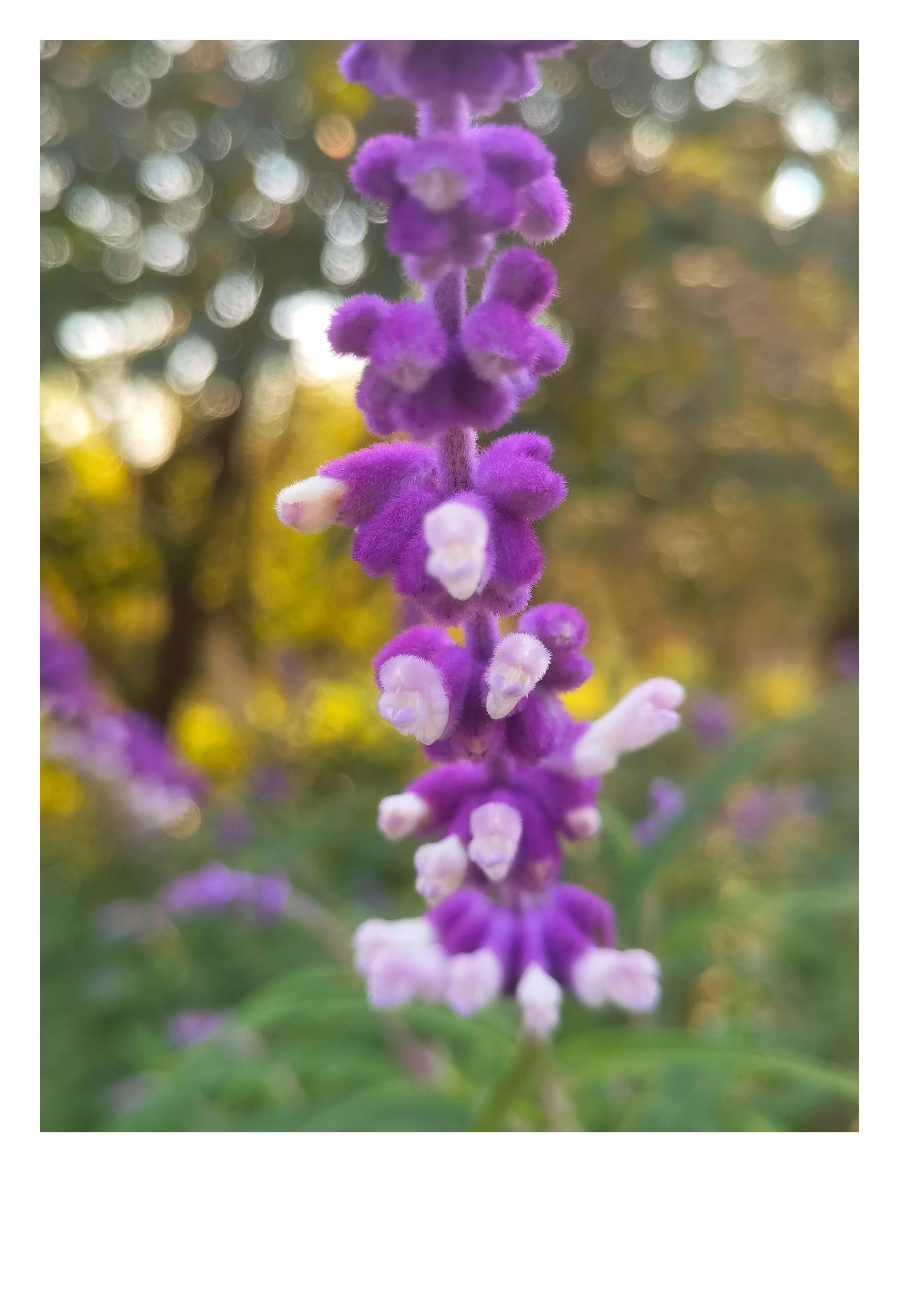 奥森公园里秋意图片,奥森公园的秋花也很漂亮