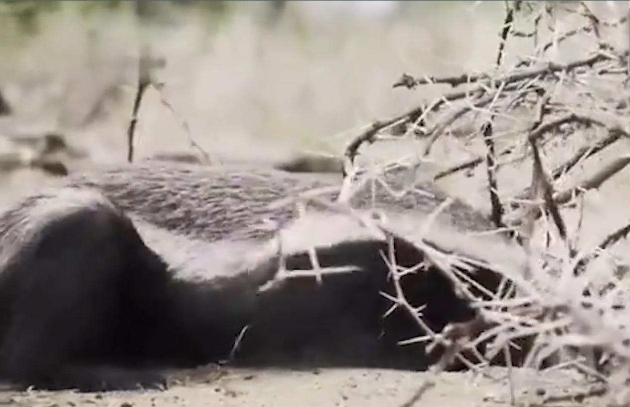 蜜獾在巴西蛇岛大战毒蛇,蜜獾啃食剧毒毒蛇