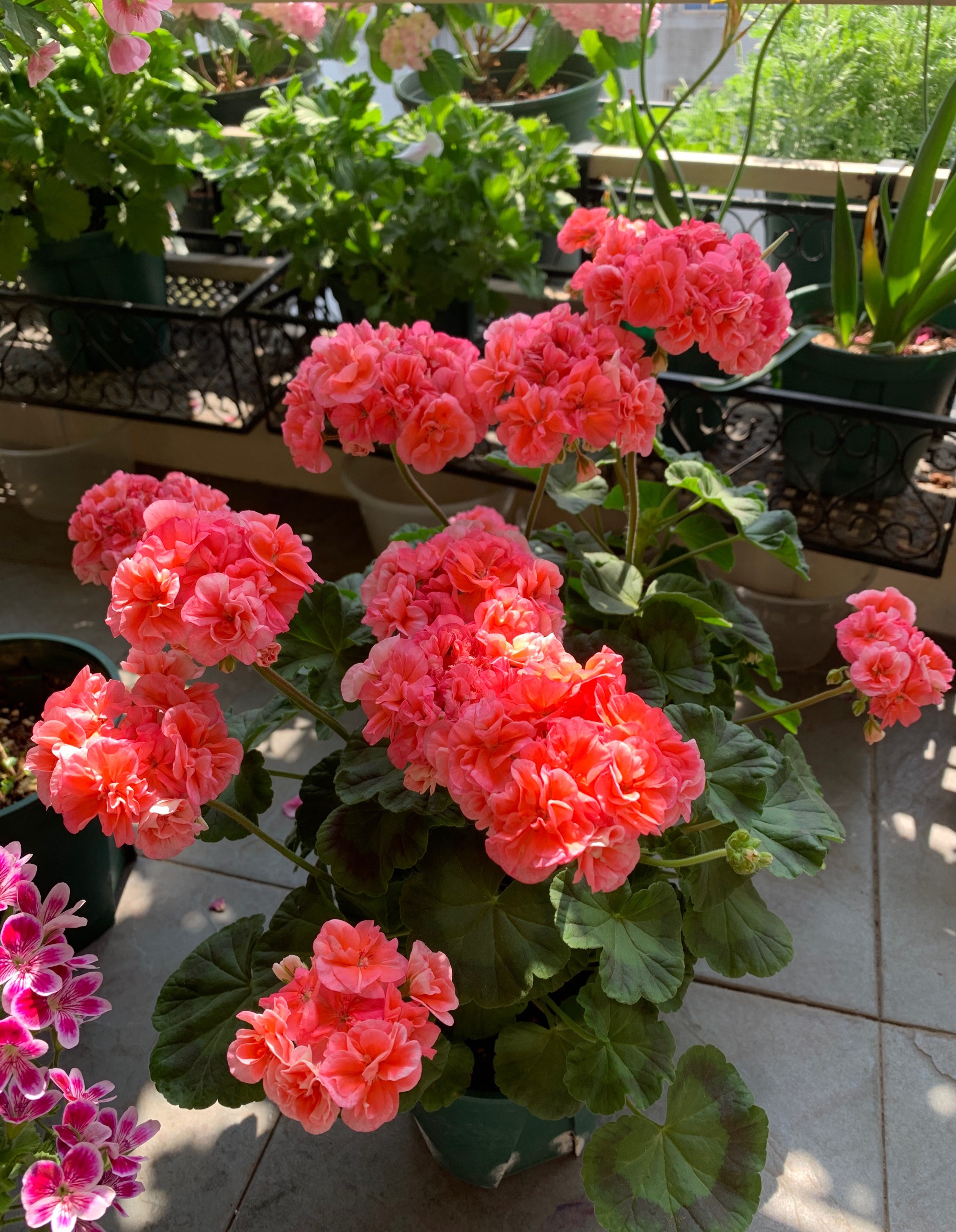 富贵花开什么花最好,花开富贵的花有几种