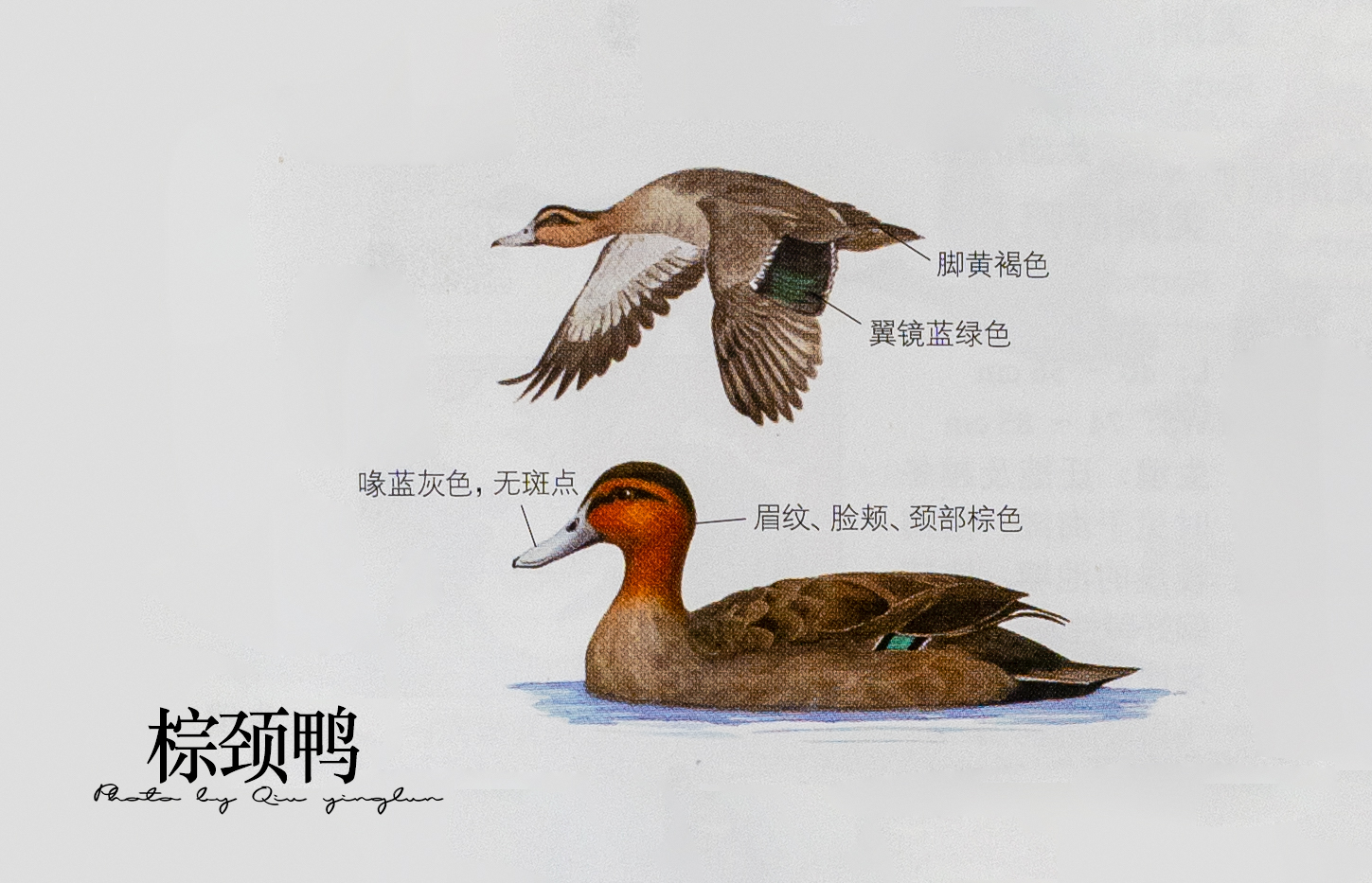 涓滄睙鎻借儨,涓滄睙鎻借儨楦熺被