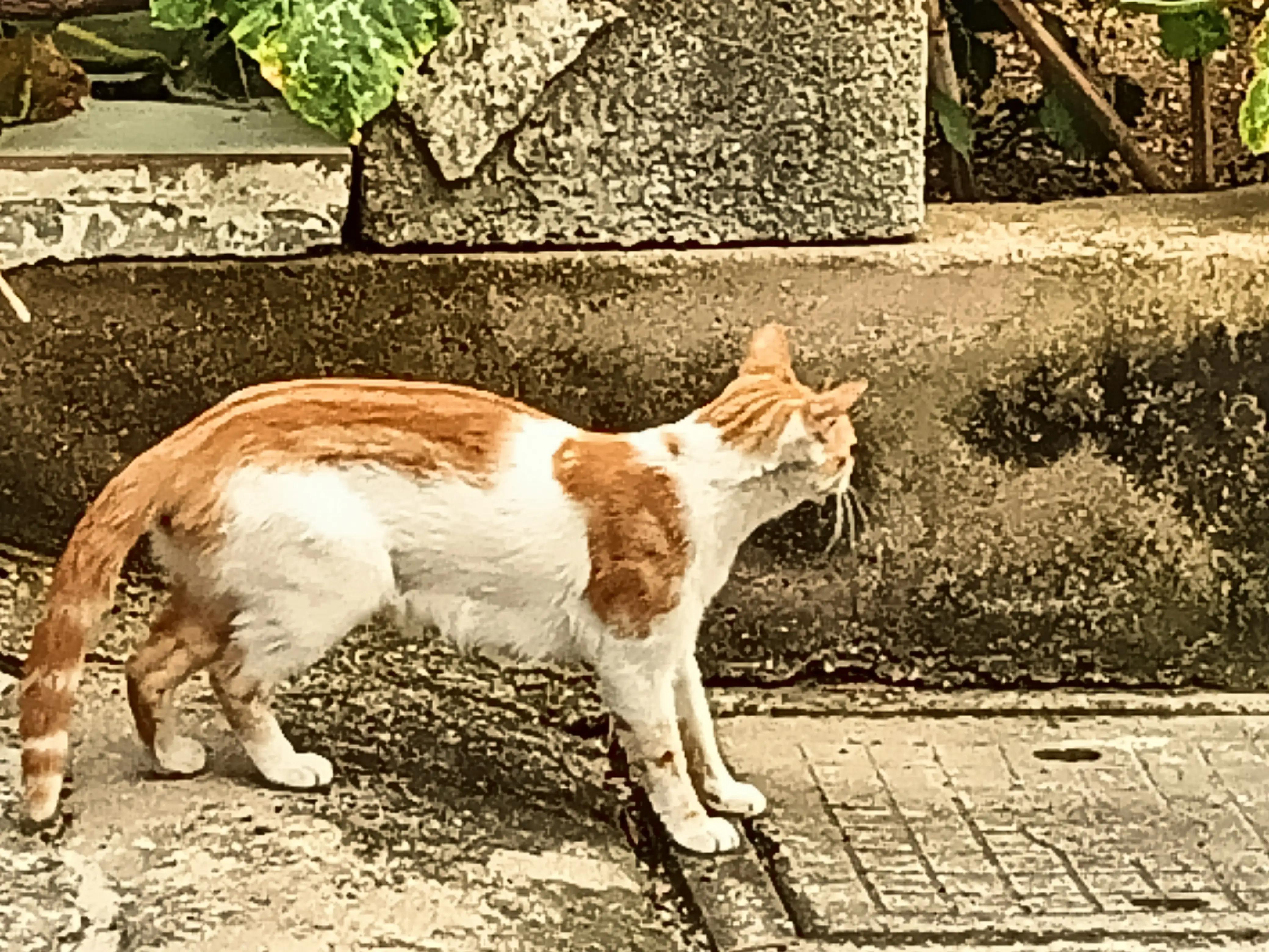 猫咪不停的发出嗯嗯哀嚎,猫咪尖叫哀嚎什么原因